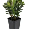 Baby Jade Tree Crassula - Indoor Succulent - 2.5" Pot - Terrarium & Fairy Garden