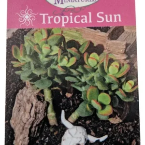 Baby Jade Tree Crassula - Indoor Succulent - 2.5