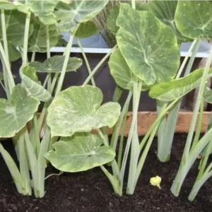 Bac Ha Doc Mung Edible Vietnamese Taro Thai Elephant Ear Live Plant 1 Cup