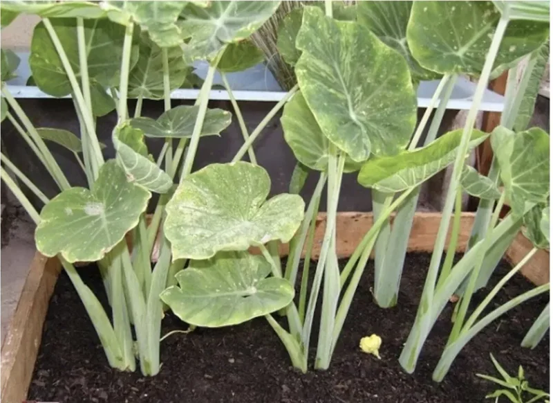 Bac Ha Doc Mung Edible Vietnamese Taro Thai Elephant Ear Live Plant 1 Cup