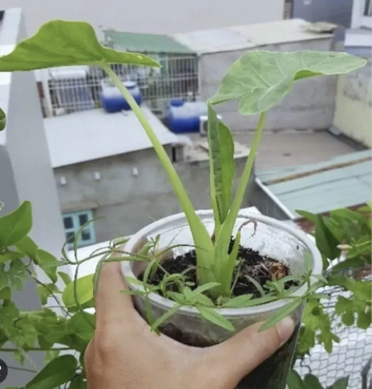 Bac Ha Doc Mung Edible Vietnamese Taro Thai Elephant Ear Live Plant 1 Cup