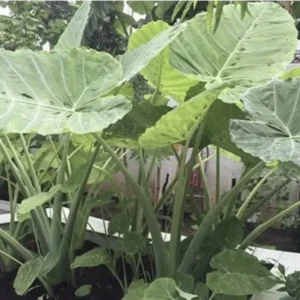 Bac Ha Doc Mung Edible Vietnamese Taro Thai Elephant Ear Live Plant 1 Cup