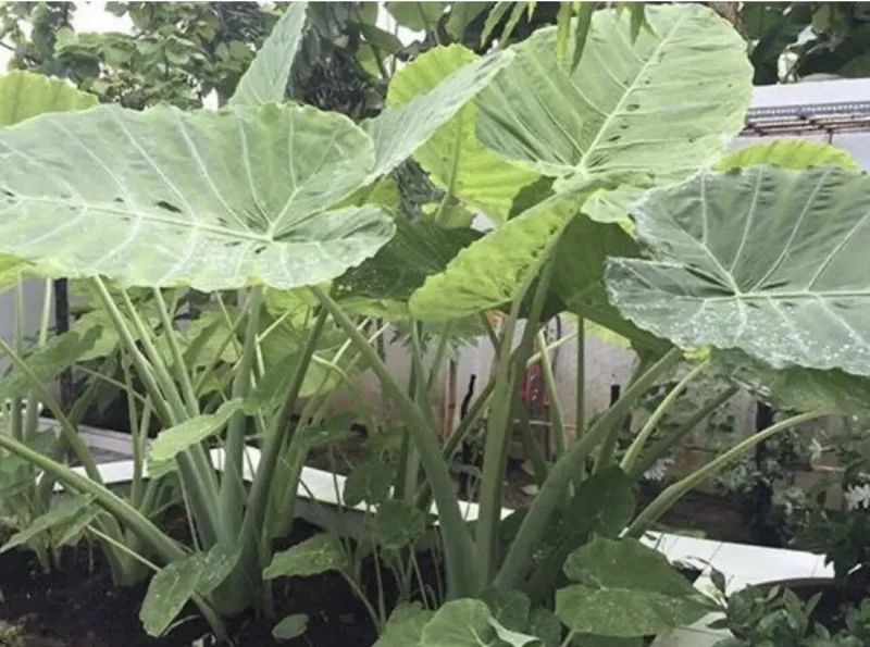 Bac Ha Doc Mung Edible Vietnamese Taro Thai Elephant Ear Live Plant 1 Cup