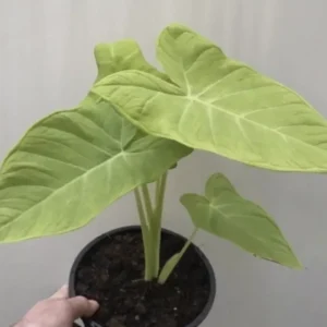 Bac Ha Doc Mung Edible Vietnamese Taro Thai Elephant Ear Live Plant 1 Cup