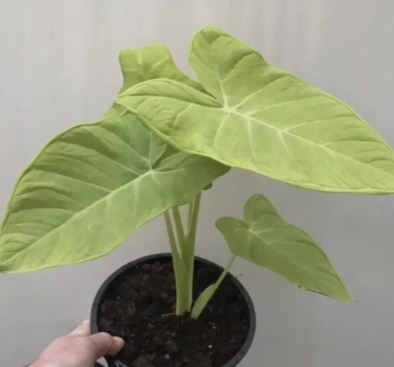 Bac Ha Doc Mung Edible Vietnamese Taro Thai Elephant Ear Live Plant 1 Cup