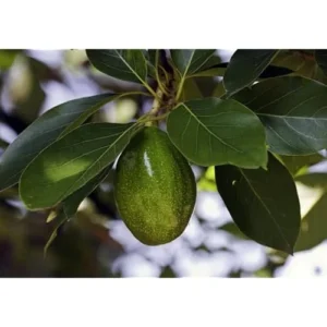 Bacon Avocado Tree - Live Well-Rooted Avocado Plant, Cold Hardy, 4-6 Inch in 4 Inch Pot
