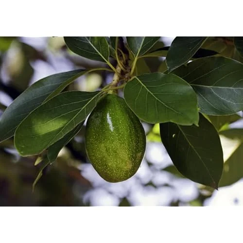 Bacon Avocado Tree - Live Well-Rooted Avocado Plant, Cold Hardy, 4-6 Inch in 4 Inch Pot