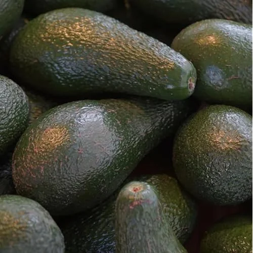 Bacon Avocado Tree - Live Well-Rooted Avocado Plant, Cold Hardy, 4-6 Inch in 4 Inch Pot