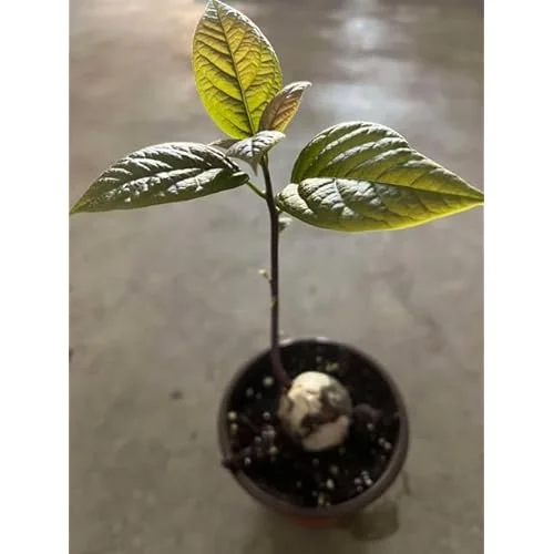 Bacon Avocado Tree - Live Well-Rooted Avocado Plant, Cold Hardy, 4-6 Inch in 4 Inch Pot
