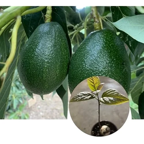 Bacon Avocado Tree - Live Well-Rooted Avocado Plant, Cold Hardy, 4-6 Inch in 4 Inch Pot