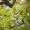 Bald Cypress Tree Bare-root 3 Plants -12-18 Inch Tall - Wetland Tree