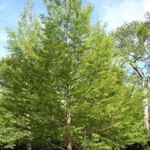 Bald Cypress Tree Bare-root 3 Plants -12-18 Inch Tall - Wetland Tree