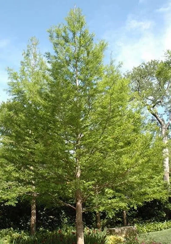 Bald Cypress Tree Bare-root 3 Plants -12-18 Inch Tall - Wetland Tree