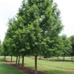 Bald Cypress Tree Bare-root 3 Plants -12-18 Inch Tall - Wetland Tree