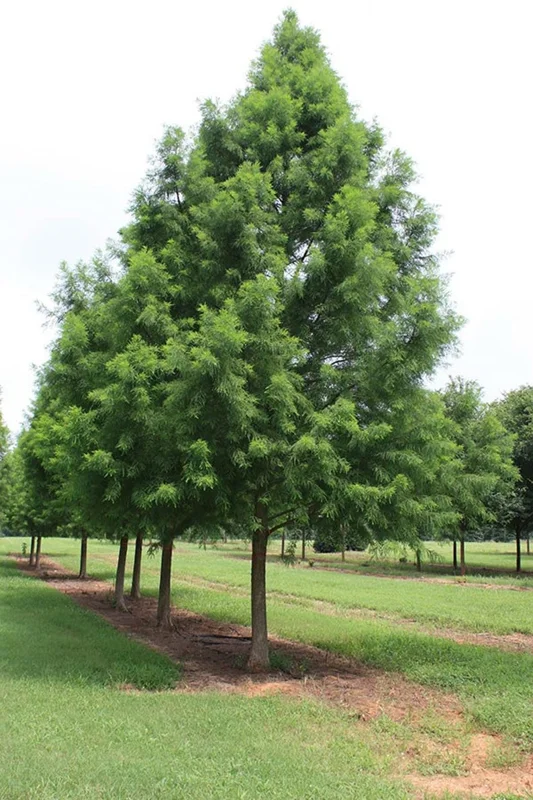 Bald Cypress Tree Bare-root 3 Plants -12-18 Inch Tall - Wetland Tree