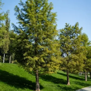Bald Cypress Tree Bare-root 3 Plants -12-18 Inch Tall - Wetland Tree