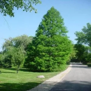Bald Cypress Tree Bare-root 3 Plants -12-18 Inch Tall - Wetland Tree