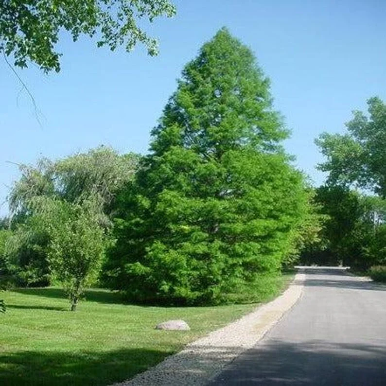 Bald Cypress Tree Bare-root 3 Plants -12-18 Inch Tall - Wetland Tree