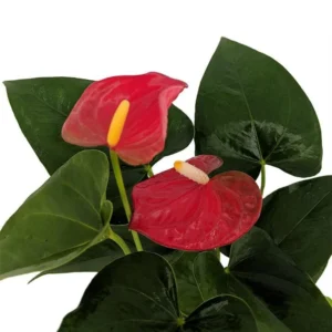 Bambino Red Anthurium Houseplant - 4