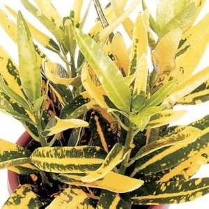 Banana Croton - 2 Pack, Vibrant House Plant for Home Decor in 3