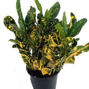 Banana Croton - 2 Pack, Vibrant House Plant for Home Decor in 3