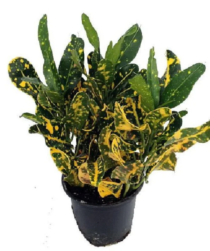 Banana Croton - 2 Pack, Vibrant House Plant for Home Decor in 3" Pots