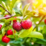 Barbados Cherry Plant - Malpighia emarginata - Edible Plug 3-6 Inches