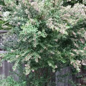 Barbados Cherry Plant - Malpighia emarginata - Edible Plug 3-6 Inches