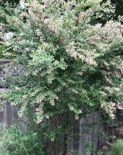 Barbados Cherry Plant - Malpighia emarginata - Edible Plug 3-6 Inches