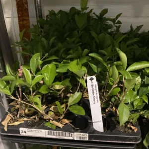 Barbados Cherry Plant - Malpighia emarginata - Edible Plug 3-6 Inches