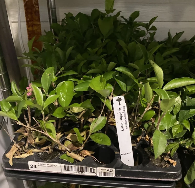 Barbados Cherry Plant - Malpighia emarginata - Edible Plug 3-6 Inches