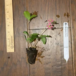 Barbados Cherry Plant - Malpighia emarginata - Edible Plug 3-6 Inches