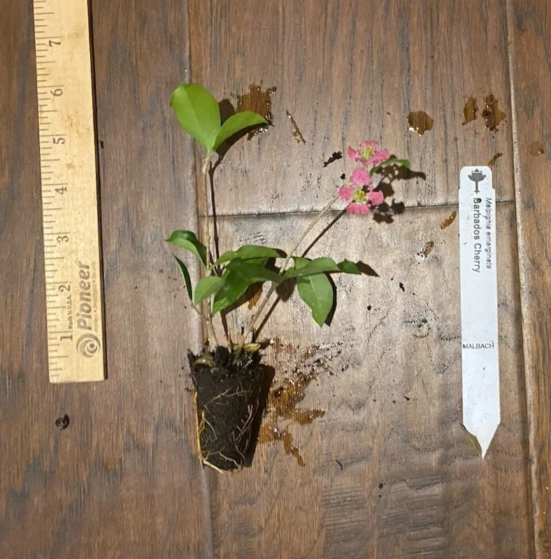 Barbados Cherry Plant - Malpighia emarginata - Edible Plug 3-6 Inches