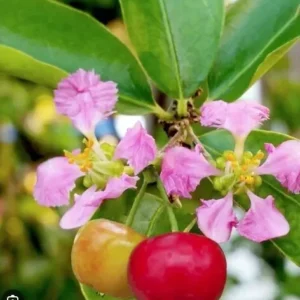 Barbados Cherry Plant - Malpighia emarginata - Edible Plug 3-6 Inches