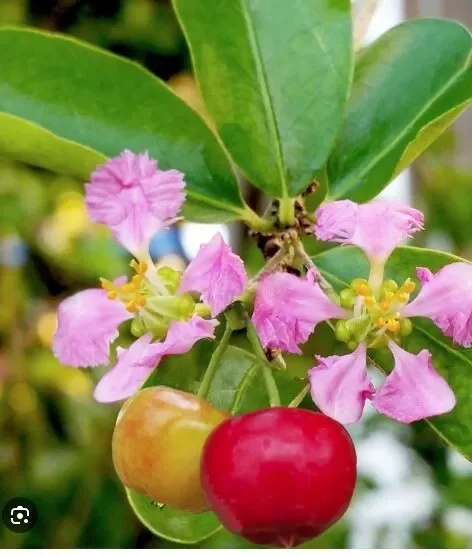 Barbados Cherry Plant - Malpighia emarginata - Edible Plug 3-6 Inches