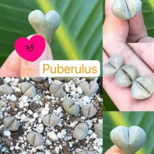 Bare Root Lithops Succulent Plants Living Stones 0.3" to 0.7", Golf Ball 0.6", Calculus 0.5"