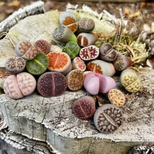 Bare Root Lithops Succulent Plants Living Stones 0.3