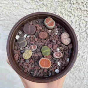 Bare Root Lithops Succulent Plants Living Stones 0.3