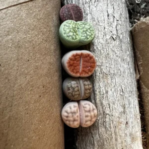 Bare Root Lithops Succulent Plants Living Stones 0.3