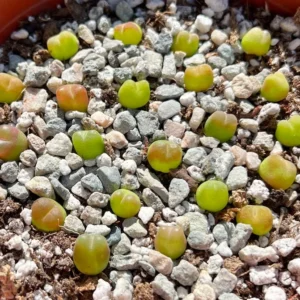 Bare Root Lithops Succulent Plants Living Stones 0.3