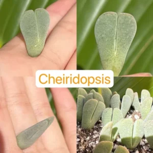 Bare Root Lithops Succulent Plants Living Stones 0.3