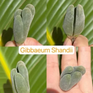 Bare Root Lithops Succulent Plants Living Stones 0.3