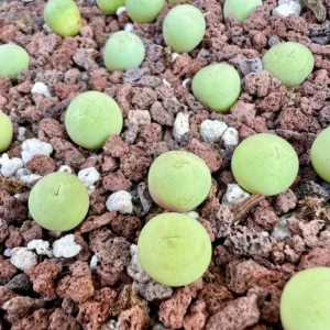 Bare Root Lithops Succulent Plants Living Stones 0.3
