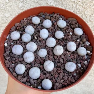 Bare Root Lithops Succulent Plants Living Stones 0.3