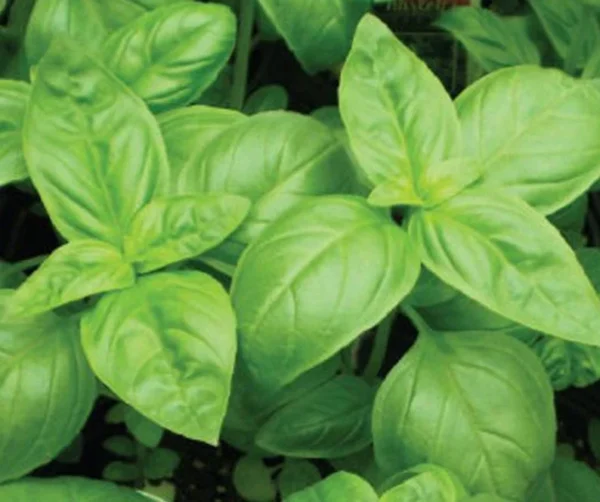 Basil Herb Plant - 12" Tall - Fresh & Aromatic - 3.5" Pot