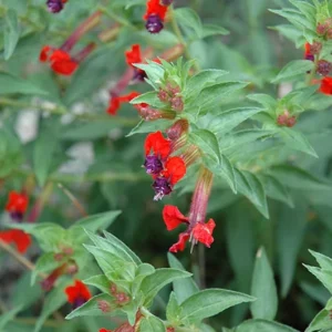 Batface Cuphea 1 Gal Live Plant – Red Unique Flowers, Hummingbird Attractant