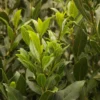 Bay Leaf Plant Live Laurus Nobilis Sweet Bay Laurel Tree - Culinary Herb