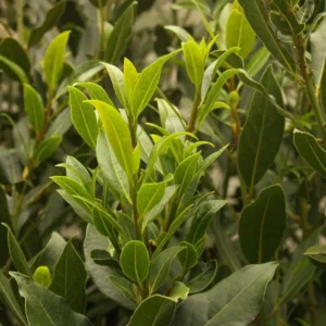 Bay Leaf Plant Live Laurus Nobilis Sweet Bay Laurel Tree - Culinary Herb