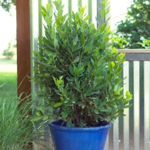 Bay Leaf Plant Live Laurus Nobilis Sweet Bay Laurel Tree - Culinary Herb