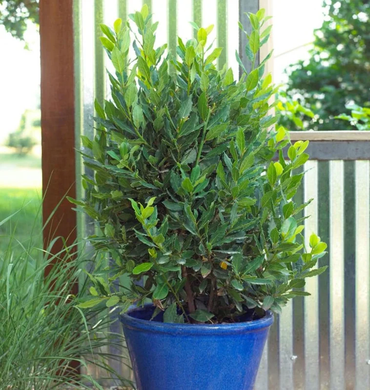 Bay Leaf Plant Live Laurus Nobilis Sweet Bay Laurel Tree - Culinary Herb